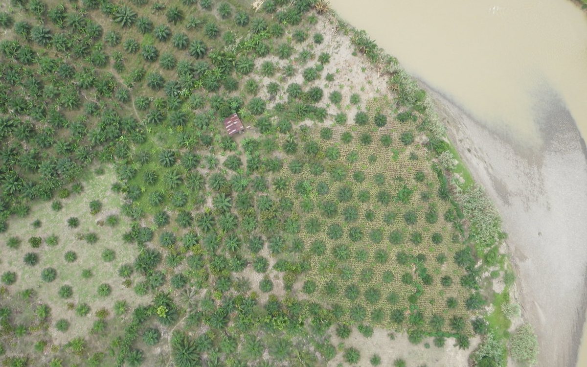 Aerial view of rows in a palm oil plantation estate